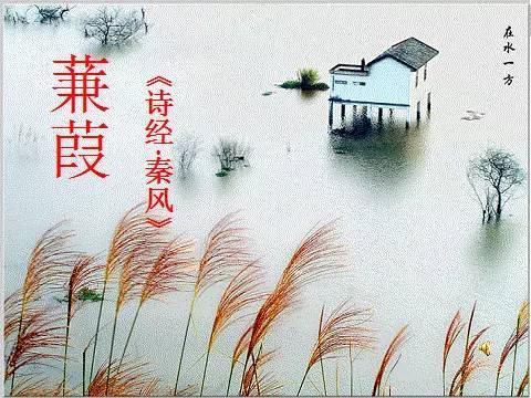 秦风蒹葭的意思，思卿兮彼岸蒹葭的意思
