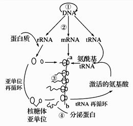 何谓多聚核糖体,以多聚核糖体的形式行使功能的生物学意义是什么_百度知 