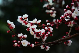 百般红紫斗芳菲的意思，草树知春不久归,百般红紫斗芳菲的意思