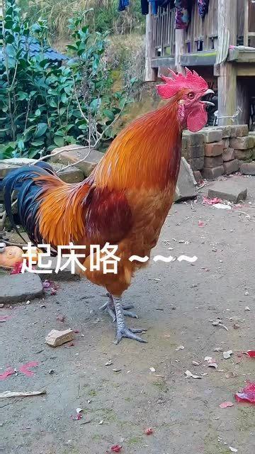 公鸡怎么叫 ?
