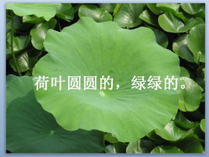 荷叶圆圆教学设计第二课时，荷叶圆圆教学设计及反思