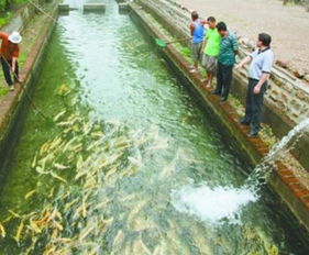 淡水养虾，海水可以养淡水鱼吗