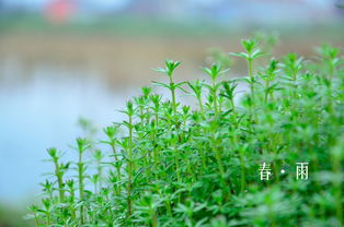 什么春雨四字词语，什么春雨断了线的珠子