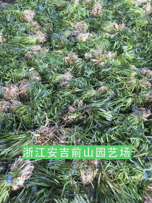 苦草的作用和功效，苦草水草图片