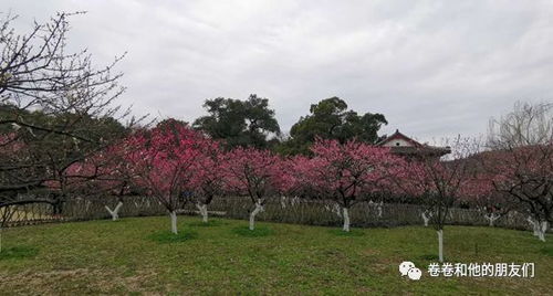 最爱湖东行不足,绿杨阴里白沙堤。原文_翻译及赏析