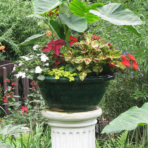 potted flowers，potted landscape