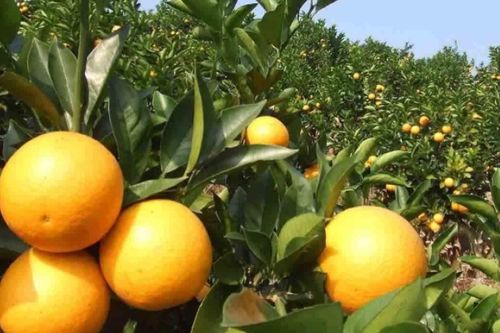 橘子的拼音和声调怎么写，橙子的拼音和组词