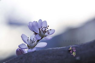 婆娑是什么意思解释词语，婆娑起舞是什么意思