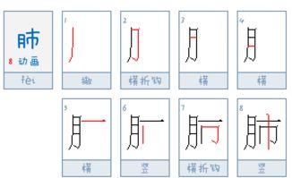 肺字笔顺正确写法，肺字笔顺修改过没有