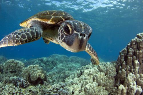turtle怎么读