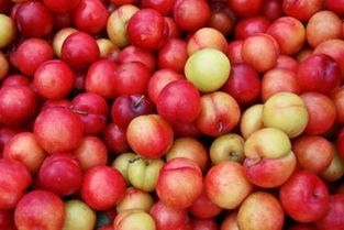 英语prune和delete作为删除的区别是什么?