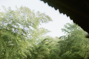 《佳人·杜甫》原文与赏析