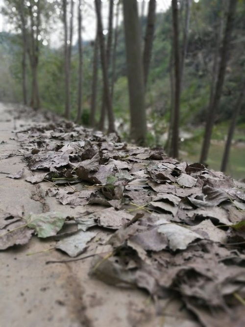 秋天的树叶被风吹落可比喻什么
