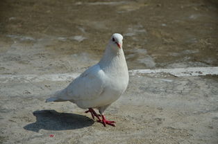 鸽组词语词，鸽组词语有哪些词语