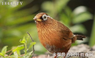 如何饲养土画眉鸟正确的方法