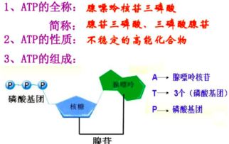 ATP是什么