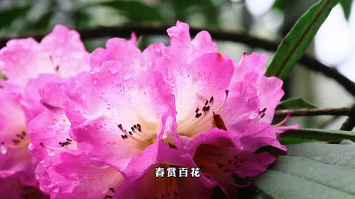 百花齐放是什么季节的四字词语，四个季节各开什么花