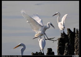 白鹭的作者是郭沫若原名是什么，白鹭的作者为什么说白鹭是一首精巧的诗