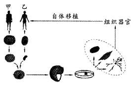 植物的减数分裂说赤道面还是赤道版?
