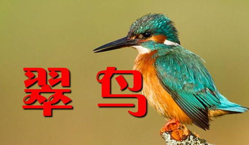 四年级上册语文名师教案