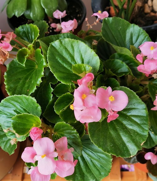 四季花开猜一地名?