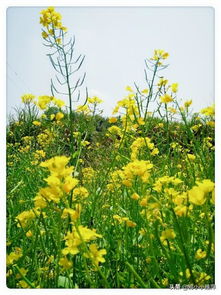 江花水表，江花集团