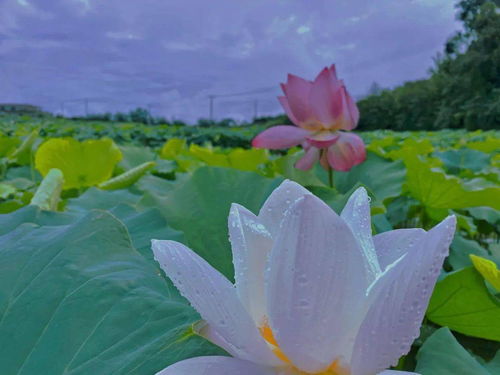 碧绿的什么