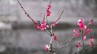 梅花开了扩句怎么写，梅花开了扩句10字