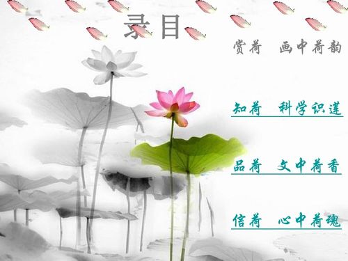 莲文化的魅力开场白，莲文化的魅力标语