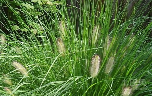 马尾千金草民间妙用(马尾千金草主治功能)