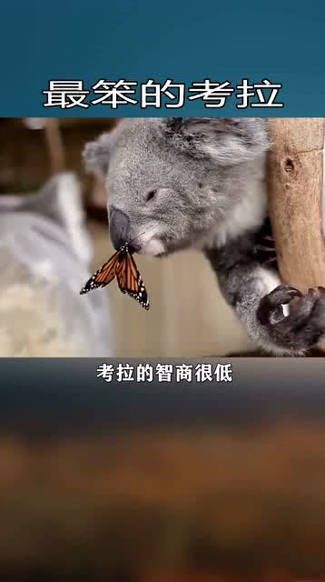 傻乎乎的什么意思
