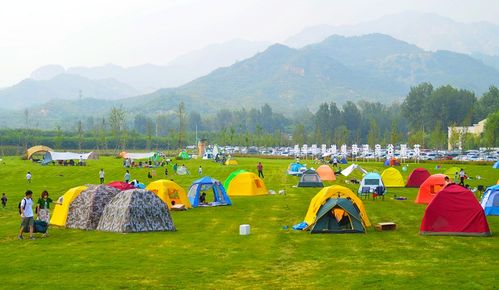 这是什么树,枝叶带白浆的,有没有毒性
