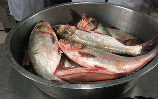 买鱼网渔网渔具大全，买鱼竿在哪里买的质量又好又便宜