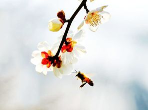 梅花绝句其一表达了作者怎样的思想感情，梅花绝句其一古诗配画