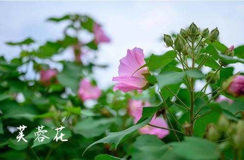 四季花开打一地名台湾地名，四季花开打一地名谜底