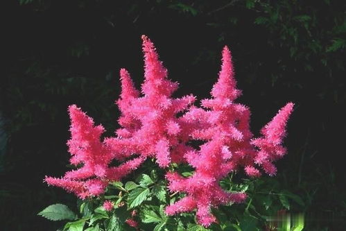块根,块茎,根茎的区别