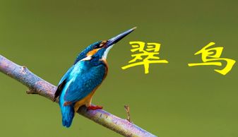 翠鸟PPT制作，翠鸟又叫什么名字