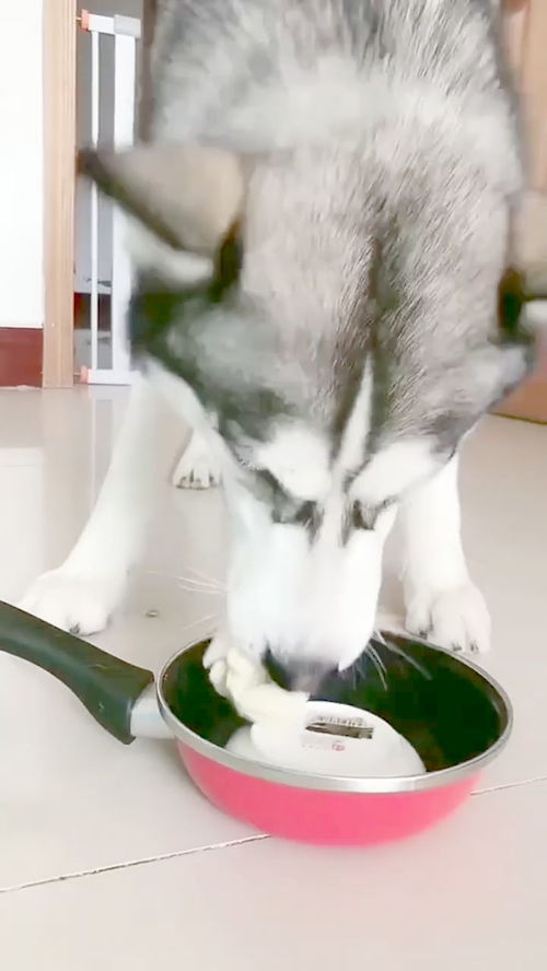 如狼似虎的意思
