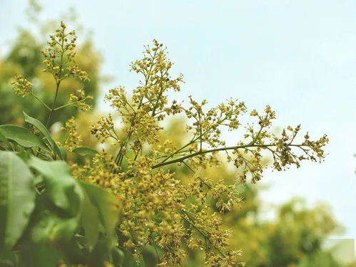 雨后春笋般涌现说法对吗，雨后春笋般拔地而起的意思