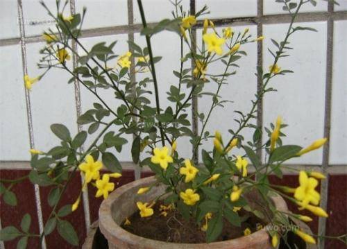 探春花耐寒多少度，探春花和迎春花的区别