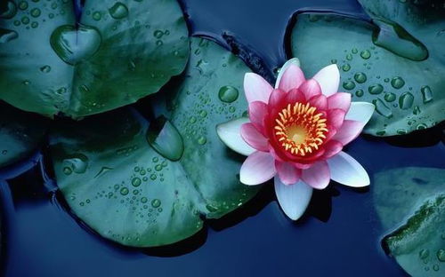 空将汉月出宫门,忆君清泪如铅水思想内涵，空将汉月出宫门,忆君清泪如铅水修辞