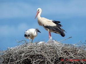 wird表格怎么居中，wird下划线怎么弄