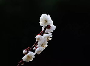 纤弱的意思和拼音，纤弱的意思10字