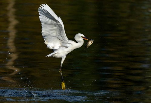 白鹭的作者是谁?