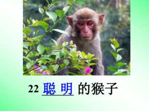 聪明猴作文