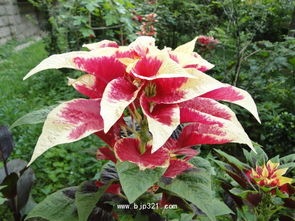 这是什么花?求解