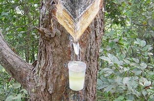 松脂的意思是啥，松脂的意思简单