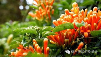 爆竹花什么时候开花(浅谈炮仗花种植方法和注意事项)