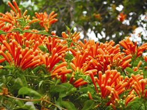 爆竹花什么时候开花，爆竹花图片大全集