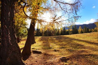 归雁入胡天的胡天意思，归雁入胡天下一句